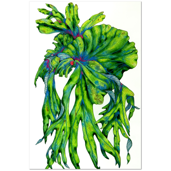 Staghorn Blossoms - 24"x 36" Print